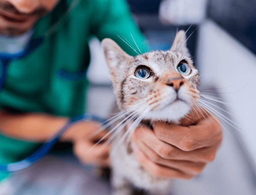 Mobile vet examining dog at home