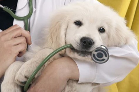 Wellness exams