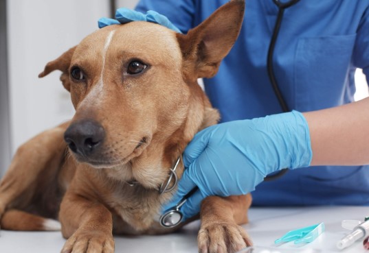 Senior pet care