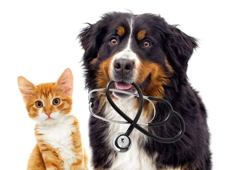 Veterinarian with happy pet owners